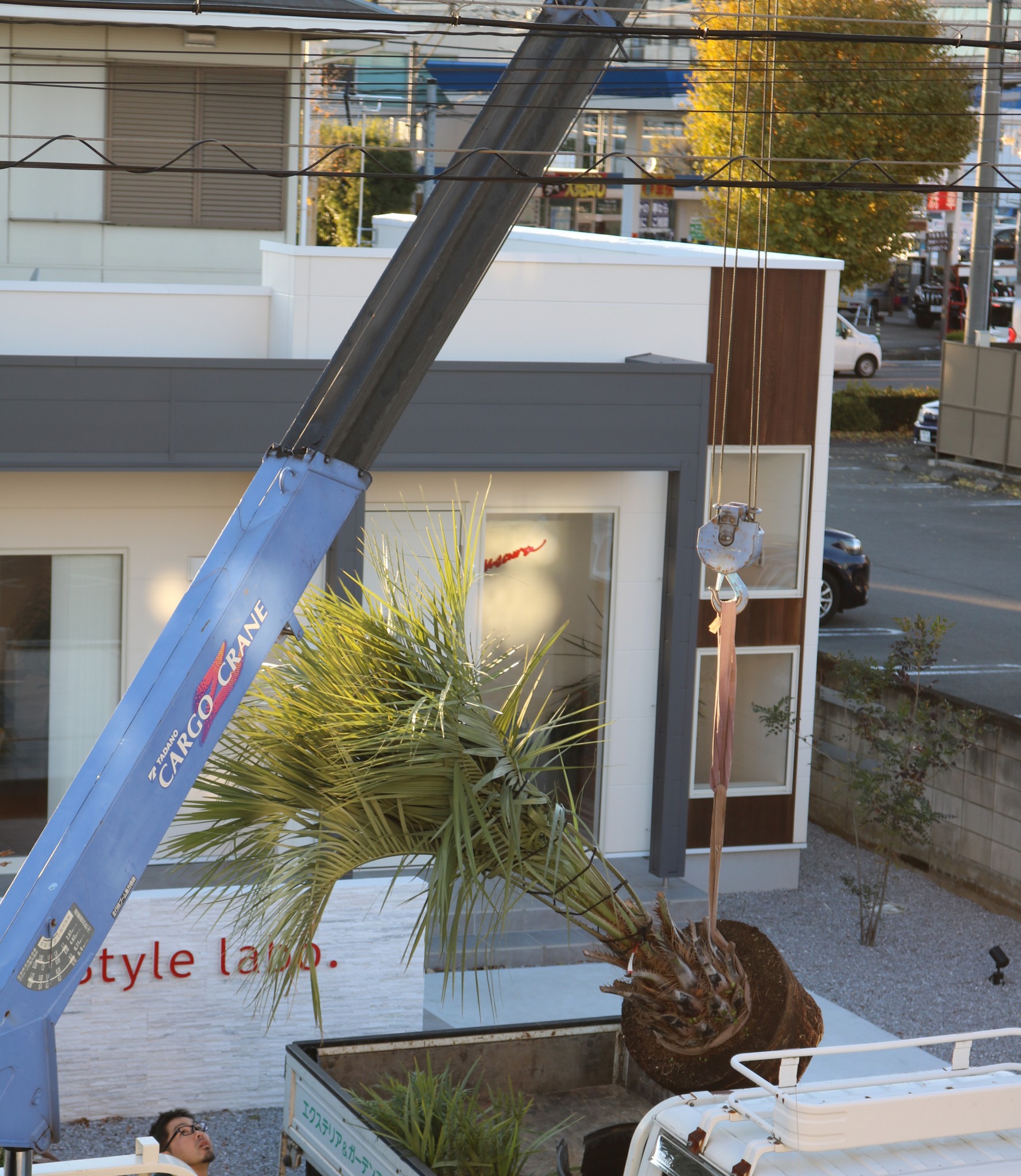 シンボルツリー